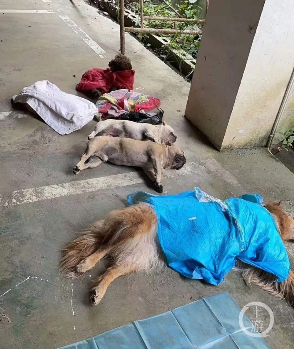贵州小区宠物狗集体中毒事件深度解析与预防策略，悲剧背后的警示与应对之道