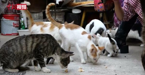 居民养多只猫引发楼道恶臭纠纷，智能猫舍系统助力科技解决邻里矛盾