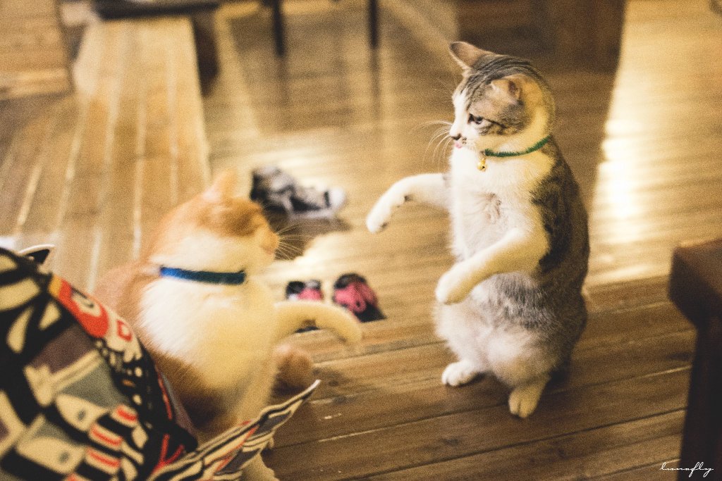 王欣瑜再现猫咪狩猎，一场温馨的日常生活故事