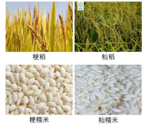 糯稻最新行情与科技革新，智能种植时代的来临