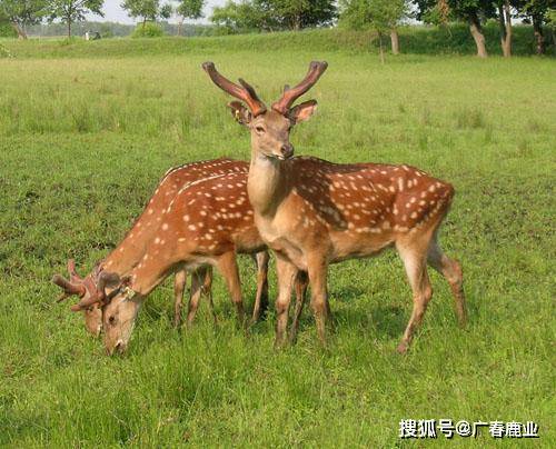 精准49码资料大全,实时更新解释介绍_WNT27.462职业版