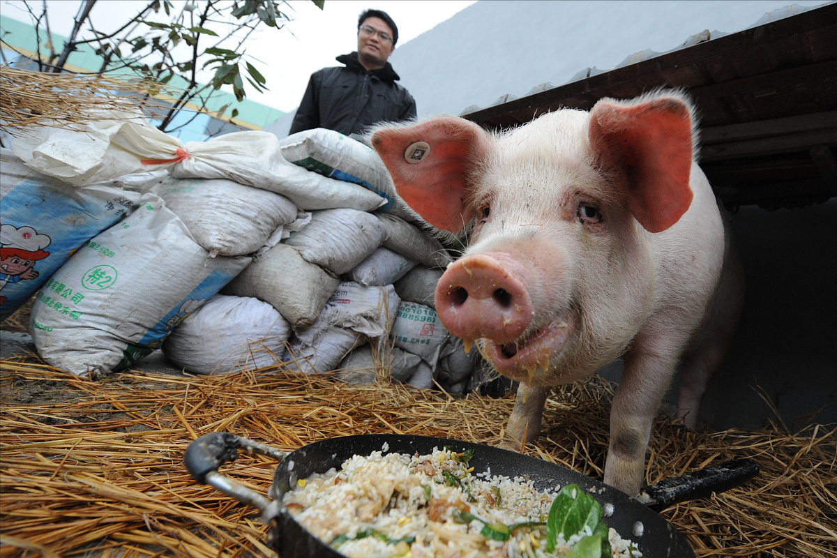 全国大猪最新价格,全国大猪最新价格——巷弄深处的美食秘境
