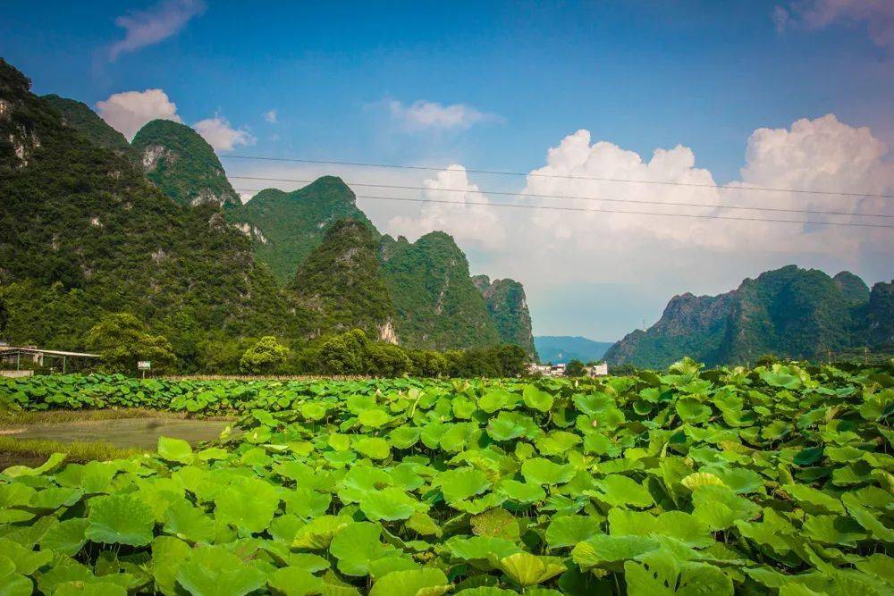 苑刚案件最新动态揭秘，自然美景之旅背后的呼唤