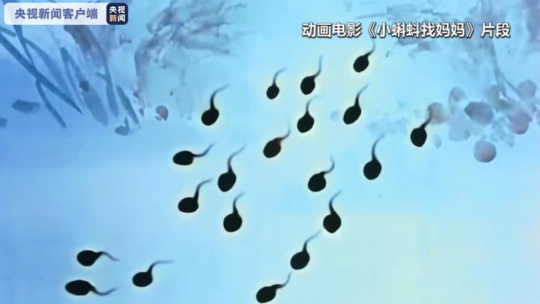 蝌蚪网最新播放视频，影视内容与观众体验的网络时代之争