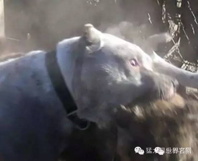杜高犬打架视频最新，意外友情碰撞与温馨日常故事欣赏