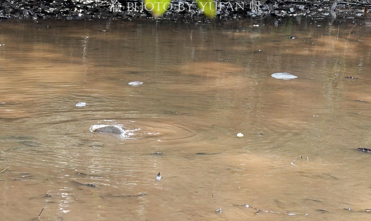 咸阳湖畔放鱼活动最新资讯，趣味放鱼场景