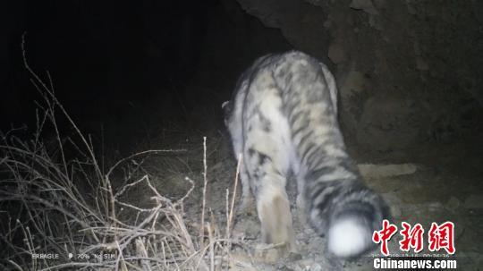 最新夜间猎兔视频,最新夜间猎兔视频，科技盛宴，体验未来狩猎新纪元