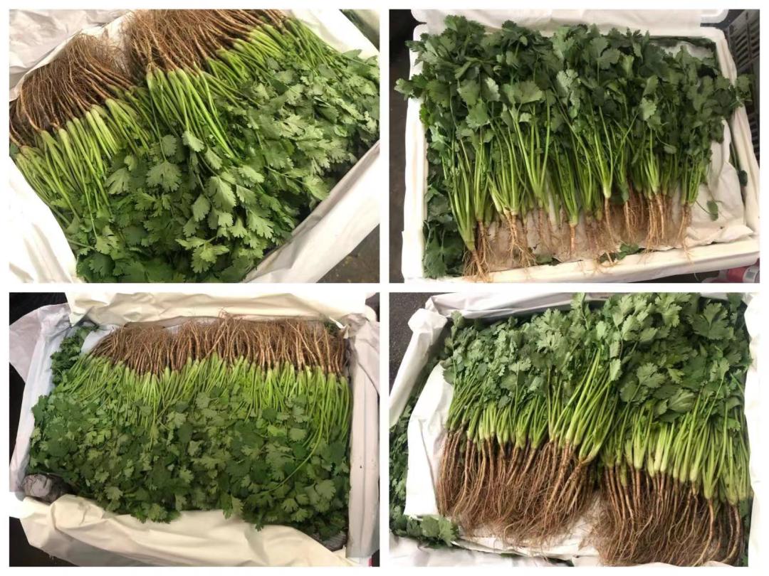 香菜价格最新行情更新
